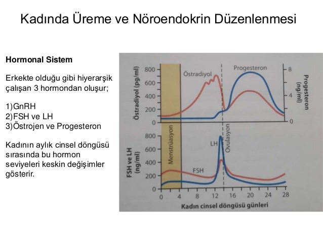 Cinsel hormonlar: prolaktin, progesteron, LH, FSH Cinsel hormonlar: prolaktin, progesteron, LH, FSH
